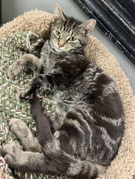 Rescue Domestic Short Hair Cats for Adoption in Hamburg, New York - Ike | PetCurious