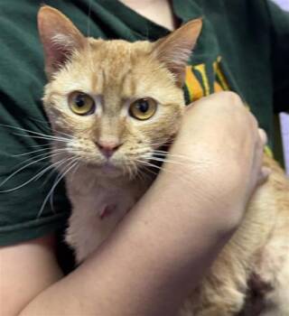 Domestic Short Hair Cats Available for Adoption in El Paso, Texas - Gwendoline | PetCurious