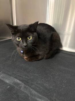 Pinky -  Domestic Short Hair Cat for Adoption in Twentynine Palms, California - Pinky | PetCurious