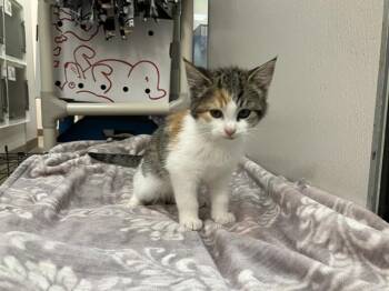 Domestic Medium Hair Cats Available for Adoption - TABITHA | PetCurious