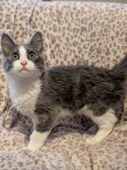 Glitch -  Domestic Short Hair Cat for Adoption in Phoenix, Arizona - Glitch | PetCurious
