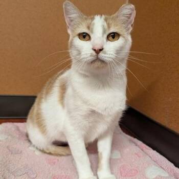Ruby Sue -  Domestic Short Hair Cat for Adoption in Rochester, Minnesota - Ruby Sue | PetCurious