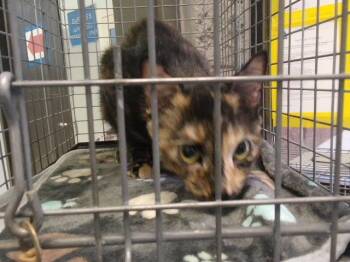 NIA -  Domestic Short Hair Cat for Adoption in Tulsa, Oklahoma - NIA | PetCurious