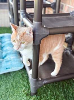 Domestic Short Hair Cats Available for Adoption - Chester Chito - Loves To Go Outside!!!! | PetCurious