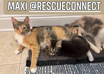MAXI -  Calico Cat for Adoption in Wilmington, North Carolina - MAXI | PetCurious
