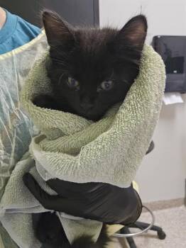 PEPPER JACK -  Domestic Short Hair Cat for Adoption in Pueblo, Colorado - PEPPER JACK | PetCurious