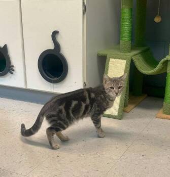 BUTTER -  Tabby Cat for Adoption in Pegram, Tennessee - BUTTER | PetCurious