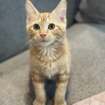 G.O. - (AB) -  Domestic Short Hair Cat for Adoption in Burlington, Washington - G.O. - (AB) | PetCurious