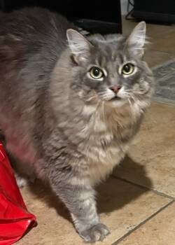 (CP) Samantha - DECLAWED -  Domestic Long Hair and Tabby Cat for Adoption in North Highlands, California - (CP) Samantha - DECLAWED | PetCurious