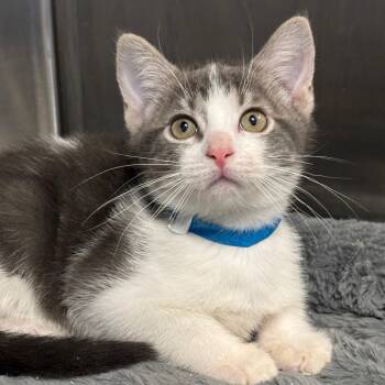 Theodore (BLU) -  Domestic Short Hair Cat for Adoption in League City, Texas - Theodore (BLU) | PetCurious