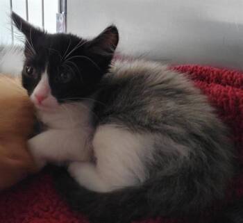 BELLE -  Domestic Medium Hair Cat Available for Adoption in Chula Vista, California - BELLE | PetCurious