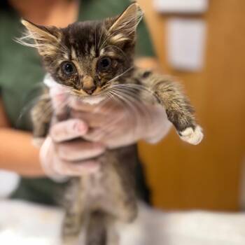 Elton -  Domestic Short Hair Cat for Adoption in Newark, New Jersey - Elton | PetCurious
