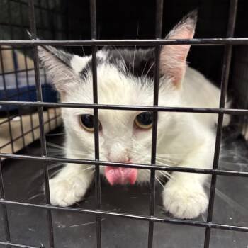 Suvi -  Domestic Short Hair Cat for Adoption in Pasadena, California - Suvi | PetCurious
