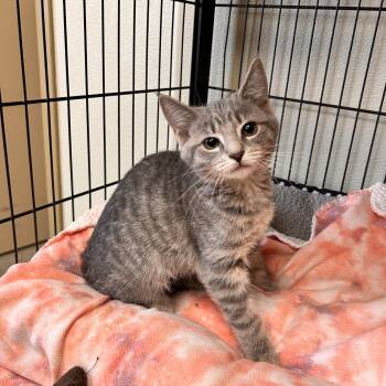 Tulip -  Domestic Short Hair Cat for Adoption in Myerstown, Pennsylvania - Tulip | PetCurious