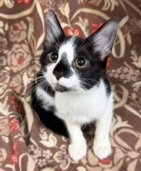 Ella -  Domestic Short Hair Cat for Adoption in Lake Monroe, Florida - Ella | PetCurious