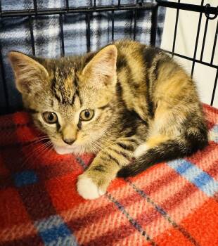 Domestic Short Hair Cats Available for Adoption in Jackson, Georgia - Gold | PetCurious