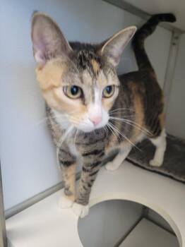 Domestic Short Hair Cats Available for Adoption - SARAH Cat | PetCurious