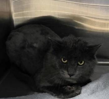 Dr Scholls -  Domestic Medium Hair Cat Available for Adoption in Dubuque, Iowa - Dr Scholls | PetCurious