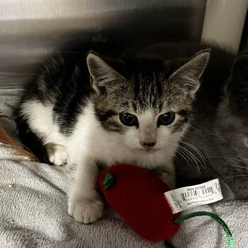 Sir Duncan the Tall (Bonded w/ Egg ((Prince Aegon Targaryen)) -  Domestic Short Hair Cat for Adoption in Wilmington, Delaware - Sir Duncan The Tall (Bonded W/ Egg ((Prince Aegon Targaryen)) | PetCurious