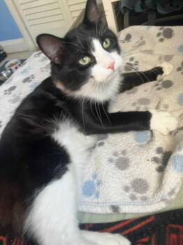 Rescue Domestic Short Hair Cats for Adoption in Baltimore, Maryland - Felix | PetCurious
