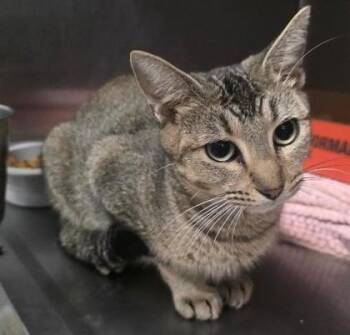 Momma -  Domestic Short Hair Cat for Adoption in Clinton, Missouri - Momma | PetCurious
