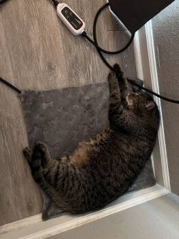 Rescue Domestic Short Hair Cats for Adoption in Randolph, Alabama - Mirra | PetCurious