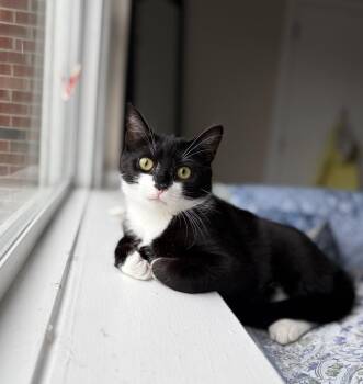 Domestic Short Hair Cats Available for Adoption in Telford, Pennsylvania - Batman | PetCurious