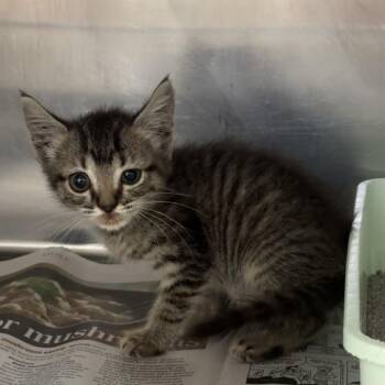 Mink -  Domestic Short Hair Cat for Adoption in Auburn, Alabama - Mink | PetCurious