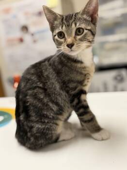 Mittsy -  Domestic Short Hair Cat for Adoption in Mineral Point, Wisconsin - Mittsy | PetCurious