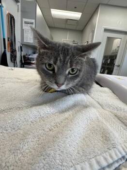 Lee -  Domestic Short Hair Cat for Adoption in Lafayette, Indiana - Lee | PetCurious