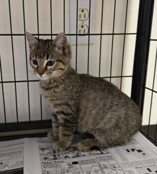 Rescue Domestic Short Hair Cats for Adoption in Jackson, Tennessee - Chip | PetCurious