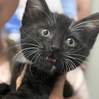 Tubby -  Domestic Short Hair Cat for Adoption in Midland, Texas - Tubby | PetCurious