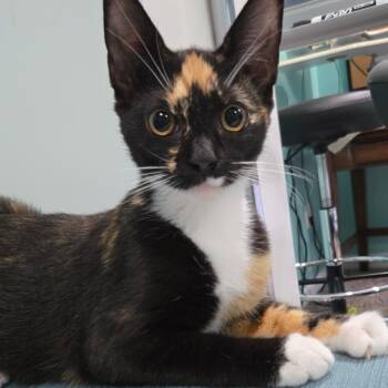 Lotus Flower -  Domestic Short Hair Cat for Adoption in Richmond, Virginia - Lotus Flower | PetCurious