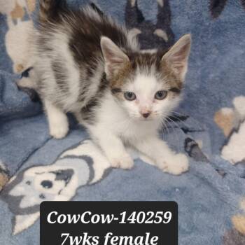 Domestic Short Hair Cats Available for Adoption in New Tazewell, Tennessee - CowCow | PetCurious