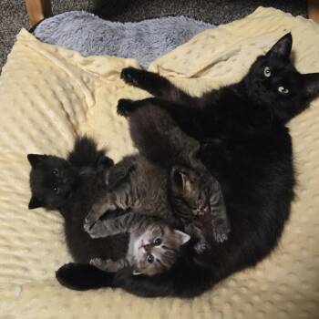 Sabrina -  Domestic Medium Hair Cat for Adoption in Chaska, Minnesota - Sabrina | PetCurious