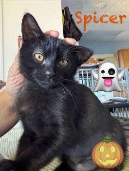 Spicer -  Bombay and Domestic Short Hair Cat for Adoption in Wyandotte, Michigan - Spicer | PetCurious