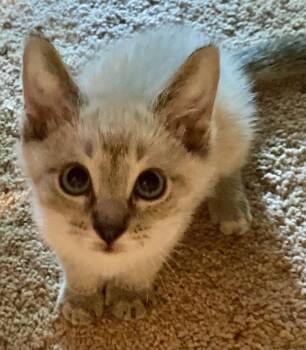 Snickerdoodle -  Siamese Cat for Adoption in San Antonio, Texas - Snickerdoodle | PetCurious