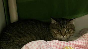 Domestic Short Hair Cats Available for Adoption in Boston, Massachusetts - MERLIN | PetCurious