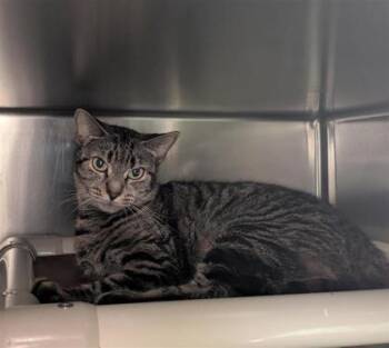 Rescue Domestic Short Hair Cats for Adoption in Montreal, Quebec - Margot | PetCurious