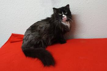 Peas -  Domestic Medium Hair Cat Available for Adoption in Fountain Hills, Arizona - Peas | PetCurious