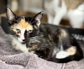 Swiffer -  Domestic Short Hair Cat for Adoption in Danielsville, Georgia - Swiffer | PetCurious