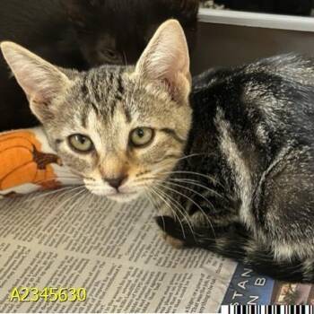 Boo Dini -  Domestic Short Hair Cat for Adoption in West Palm Beach, Florida - Boo Dini | PetCurious