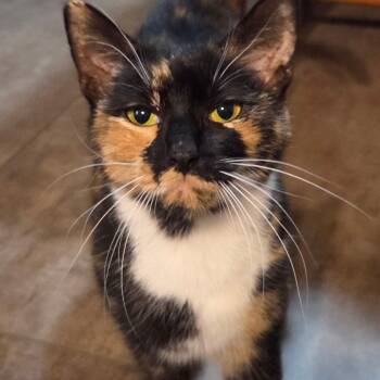 Rescue Domestic Short Hair Cats for Adoption in Inwood, West Virginia - Bea | PetCurious