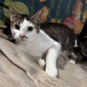 Domestic Short Hair Cats Available for Adoption - Potato | PetCurious