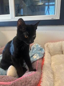 Sandy @PetSmart Salem -  Domestic Short Hair Cat for Adoption in Newberg, Oregon - Sandy @PetSmart Salem | PetCurious