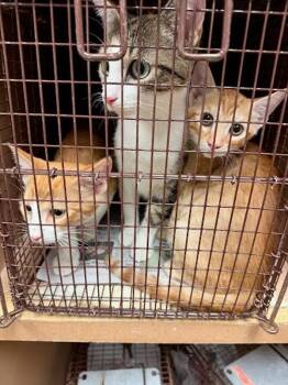 Peanut -  Domestic Short Hair Cat for Adoption in Austin, Texas - Peanut | PetCurious