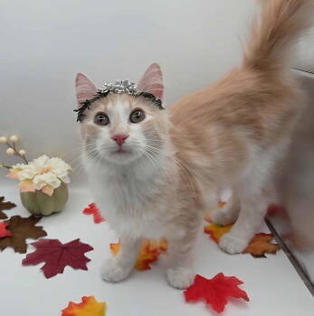 Rescue Domestic Medium Hair Cats for Adoption in Magnolia Springs, Alabama - Hadley | PetCurious