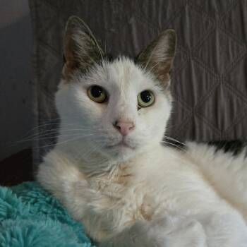 Rescue Tabby and Domestic Short Hair Cats for Adoption in Knoxville, Tennessee - Derby | PetCurious