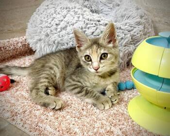 BLOSSOM -  Domestic Short Hair Cat for Adoption in Tustin, California - BLOSSOM | PetCurious