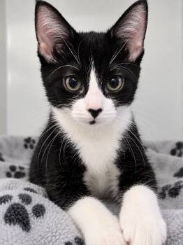 Deucy -  Domestic Short Hair Cat for Adoption in St. Augustine, Florida - Deucy | PetCurious
